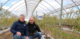 Syntetyczne ściółki w uprawie borówki – prostsza uprawa, niewielkie nakłady na zwalczanie chwastów