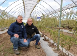 Syntetyczne ściółki w uprawie borówki – prostsza uprawa, niewielkie nakłady na zwalczanie chwastów