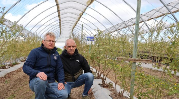 Syntetyczne ściółki w uprawie borówki – prostsza uprawa, niewielkie nakłady na zwalczanie chwastów