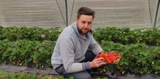 Truskawki w tunelach już dojrzewają