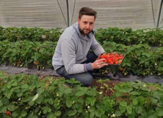 Truskawki w tunelach już dojrzewają