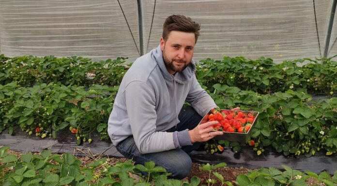 Truskawki w tunelach już dojrzewają