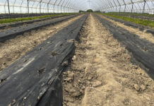 Trwa sadzenie truskawek w tunelach