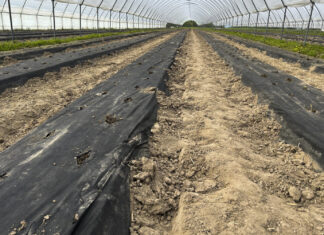 Trwa sadzenie truskawek w tunelach