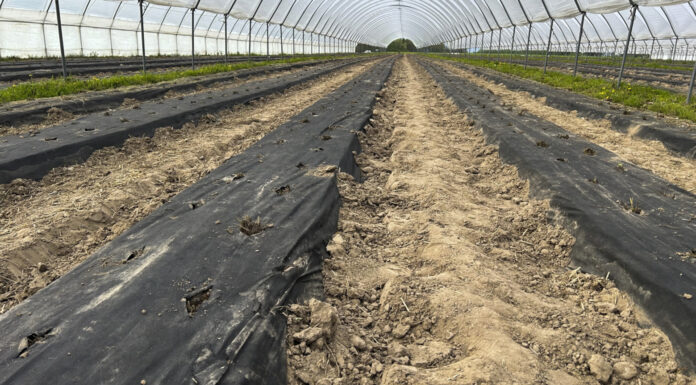 Trwa sadzenie truskawek w tunelach