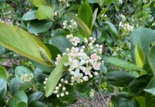 Czy to początek końca aronii w Polsce?