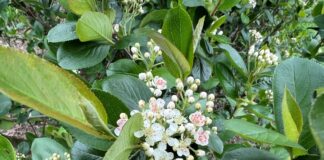 Czy to początek końca aronii w Polsce?