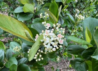 Czy to początek końca aronii w Polsce?