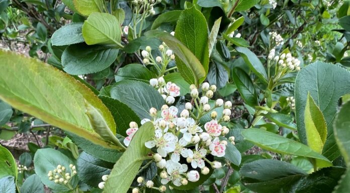 Czy to początek końca aronii w Polsce?