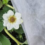 Przymrozki jeszcze realne. IMGW podał datę!