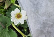 Weekend z przymrozkami. Czy jagodowe przemarzną?