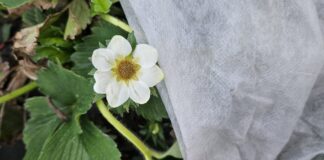 Przymrozki jeszcze realne. IMGW podał datę!