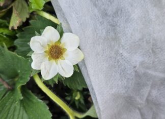 Przymrozki jeszcze realne. IMGW podał datę!