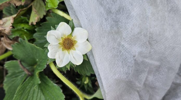 Przymrozki jeszcze realne. IMGW podał datę!