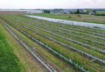 Kiepska kondycja malin na Lubelszczyźnie