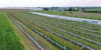 Kiepska kondycja malin na Lubelszczyźnie