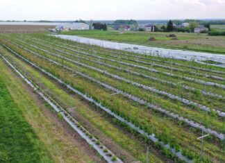 Kiepska kondycja malin na Lubelszczyźnie