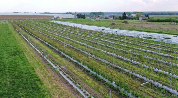 Kiepska kondycja malin na Lubelszczyźnie