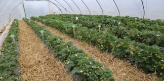 Truskawki powtarzające owocowanie z sierpniowego nasadzenia