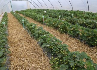 Truskawki powtarzające owocowanie z sierpniowego nasadzenia