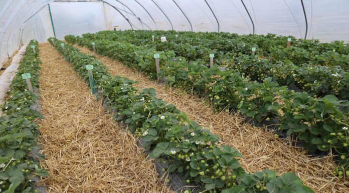 Truskawki powtarzające owocowanie z sierpniowego nasadzenia