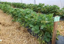 Produkcja truskawek w Niemczech – między spadkiem areału a nowymi technologiami