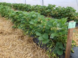 Produkcja truskawek w Niemczech – między spadkiem areału a nowymi technologiami