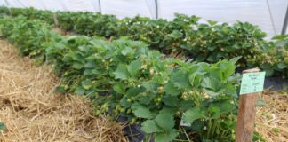 Produkcja truskawek w Niemczech – między spadkiem areału a nowymi technologiami