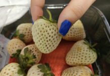 Fenomen białych truskawek. Oferuje je tylko jedna firma w Polsce!