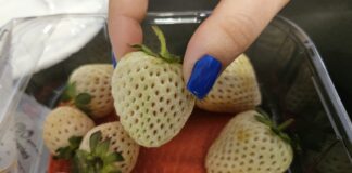 Fenomen białych truskawek. Oferuje je tylko jedna firma w Polsce!