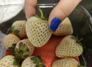 Fenomen białych truskawek. Oferuje je tylko jedna firma w Polsce!