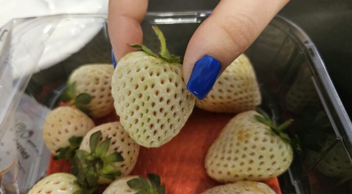 Fenomen białych truskawek. Oferuje je tylko jedna firma w Polsce!