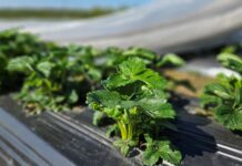 Regeneracja roślin po przymrozkach i długim ochłodzeniu