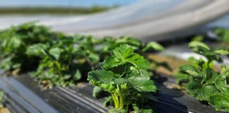 Regeneracja roślin po przymrozkach i długim ochłodzeniu