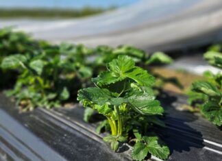 Regeneracja roślin po przymrozkach i długim ochłodzeniu