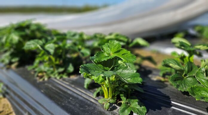 Regeneracja roślin po przymrozkach i długim ochłodzeniu
