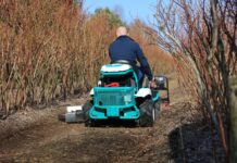 Jaką wybrać kosiarkę na plantację borówki