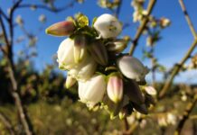 Historyczny rok w uprawie borówki. Plantatorzy zszokowani!