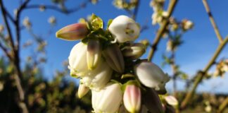 Historyczny rok w uprawie borówki. Plantatorzy zszokowani!