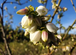 Historyczny rok w uprawie borówki. Plantatorzy zszokowani!