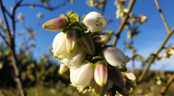 Historyczny rok w uprawie borówki. Plantatorzy zszokowani!