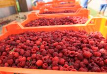 Ceny malin nie rosną pomimo niewielkich krajowych dostaw skup malin