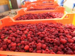Ceny owoców jagodowych na Ukrainie znacząco w górę. Rośnie eksport na Zachód skup malin