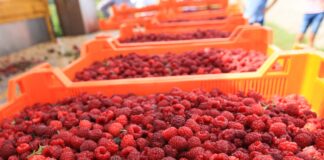 Ceny malin nie rosną pomimo niewielkich krajowych dostaw skup malin