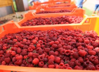 Mrożone maliny drożeją. Czy to oznacza wysokie ceny w tym sezonie? skup malin