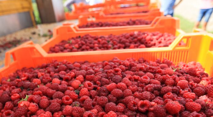 Rusza skup malin letnich. Sprawdzamy ceny w skupach i na giełdach skup malin