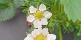 Indukowanie naturalnej odporności