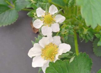 Indukowanie naturalnej odporności