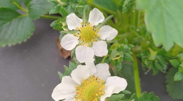 Indukowanie naturalnej odporności