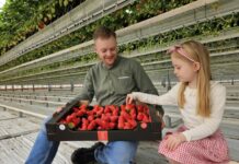 Startuje sezon na polskie truskawki szklarniowe